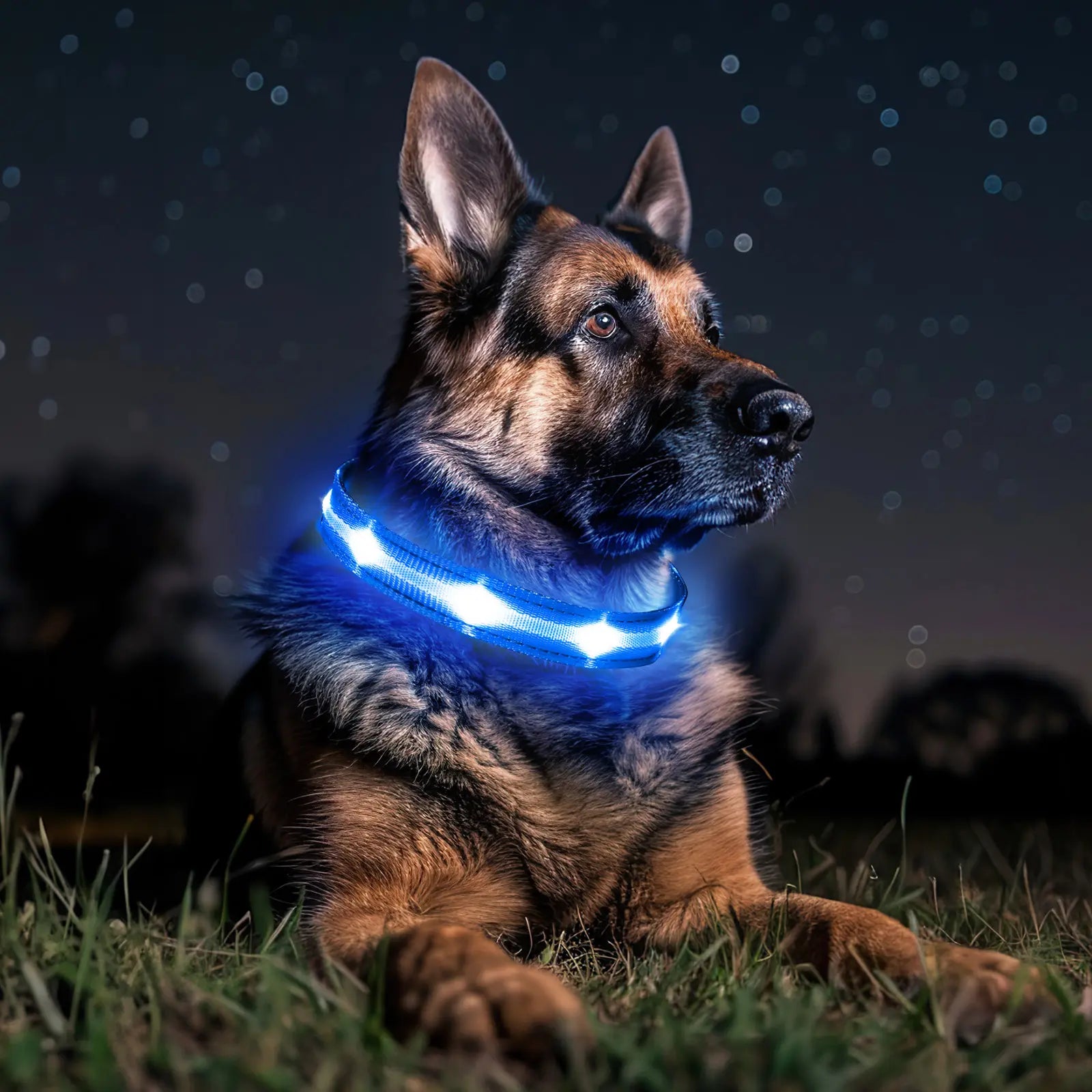 Ultra-Bright LED Dog Collar, Rechargeable & Waterproof, High Visibility Glow for Night Walks, Adjustable Safety Collar for All Dogs