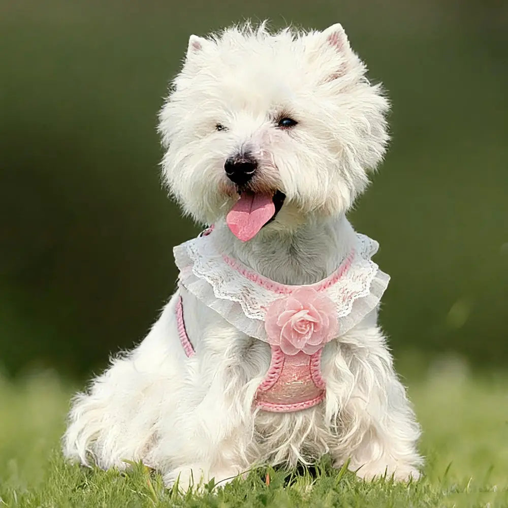 Pink Lace Pet Harness and Leash System with Floral Vest Vest-Style Harness & 47.24In Leash Suitable for Dogs and Cats, Kitten Harness, Lace Collar Harness for Walking, for Small to Breeds, Harness Leash Set, Harness Leash Combo