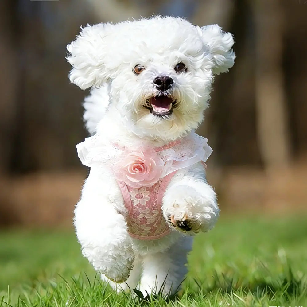 Pink Lace Pet Harness and Leash System with Floral Vest Vest-Style Harness & 47.24In Leash Suitable for Dogs and Cats, Kitten Harness, Lace Collar Harness for Walking, for Small to Breeds, Harness Leash Set, Harness Leash Combo