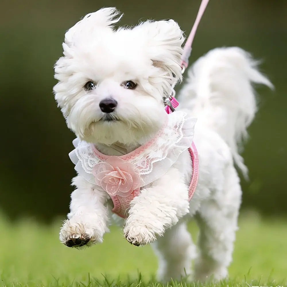 Pink Lace Pet Harness and Leash System with Floral Vest Vest-Style Harness & 47.24In Leash Suitable for Dogs and Cats, Kitten Harness, Lace Collar Harness for Walking, for Small to Breeds, Harness Leash Set, Harness Leash Combo